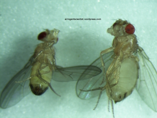 Drosophila genitals, front view.
