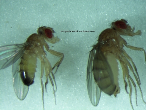 Drosophila genitals, side view. (Male left, female, right).