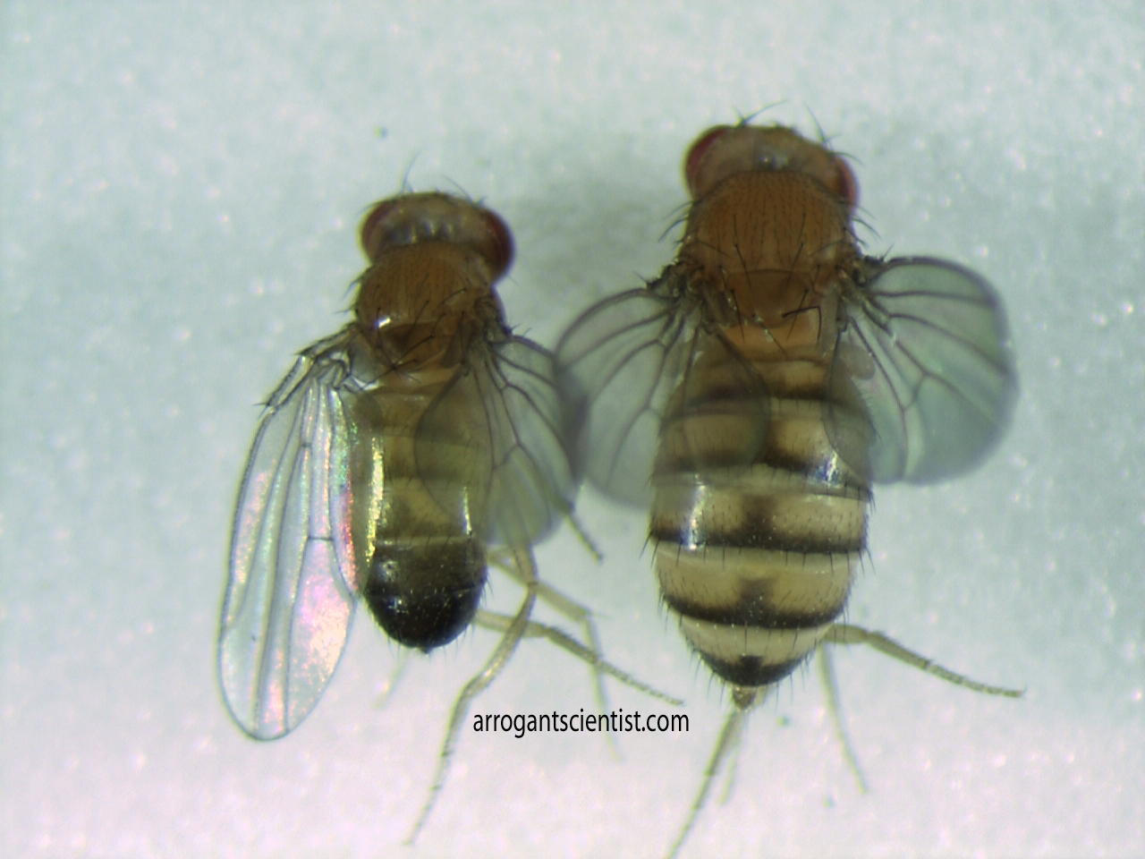 Sexing Drosophila  The Arrogant Scientist-7306